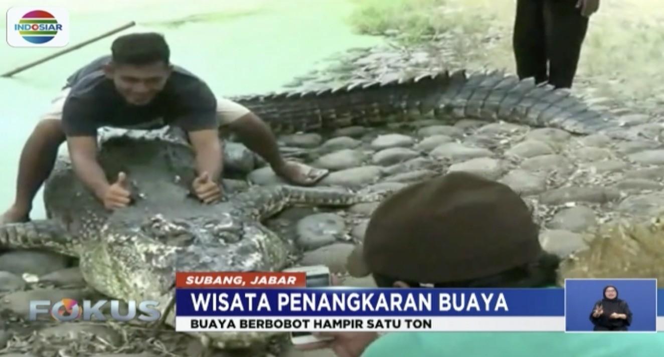 Wisata Ekstrem Berfoto Dengan Buaya 1 Ton Fokus