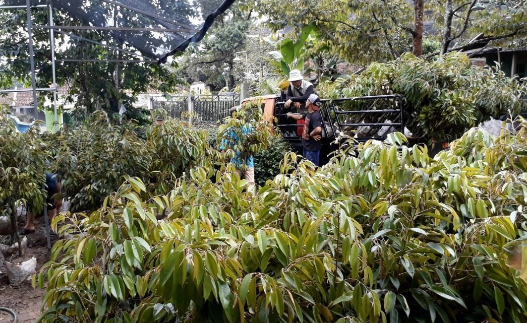 98 Koleksi Hantu Di Pohon Durian Gratis
