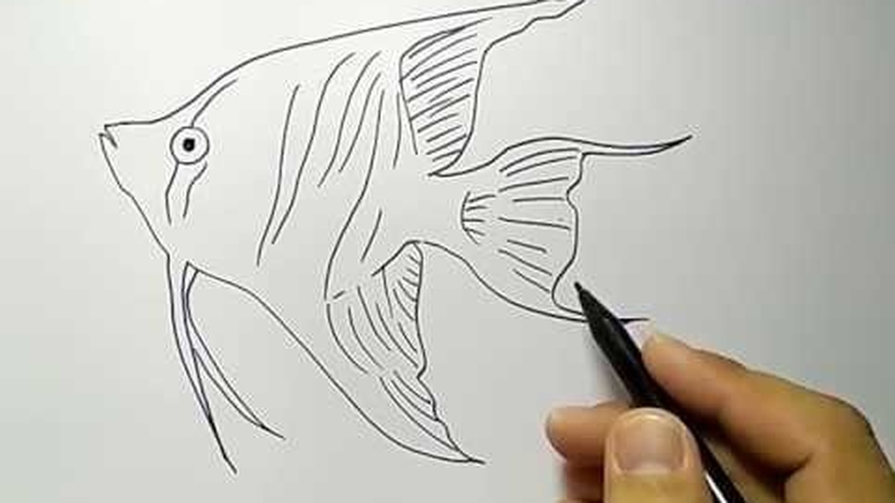 Streaming Cara Menggambar Ikan Hias Dengan Mudah Untuk Anak Sd Vidio