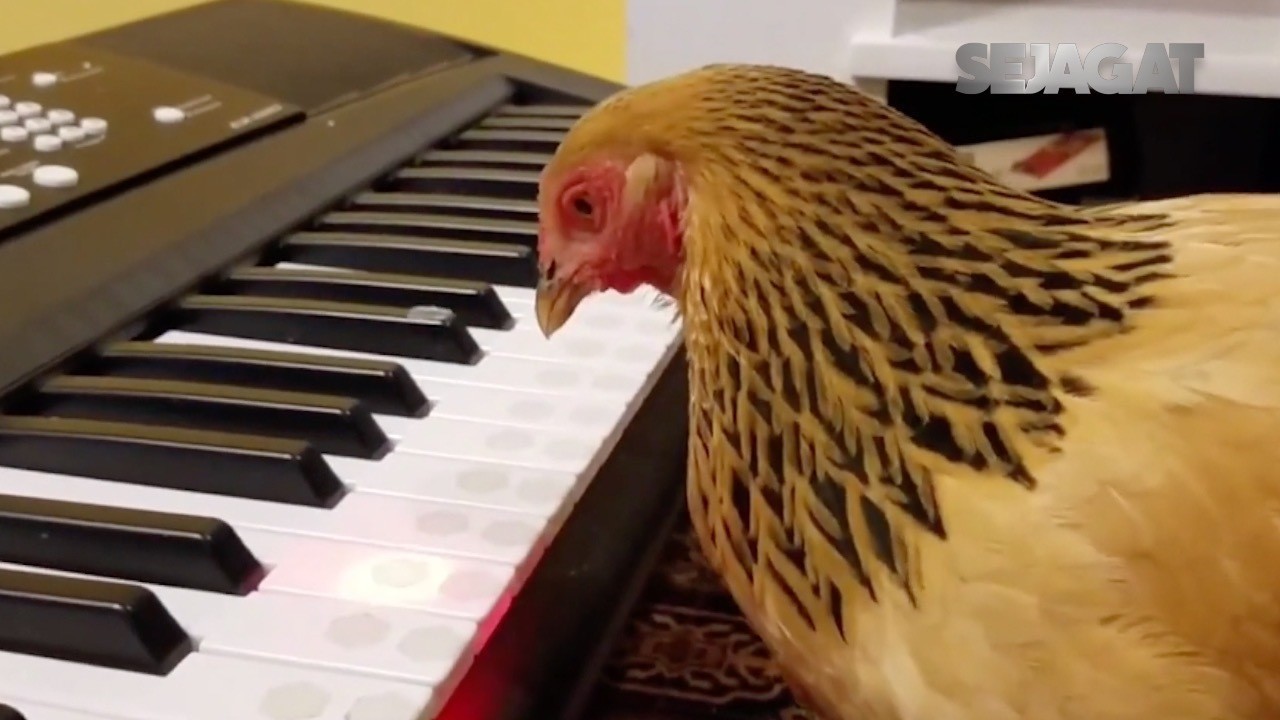 SEJAGAT Aksi Lucu Seekor Ayam Bermain Keyboard Vidiocom
