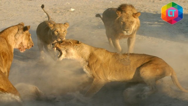 Streaming 7 Pertandingan Sengit Hewan Predator Vidio