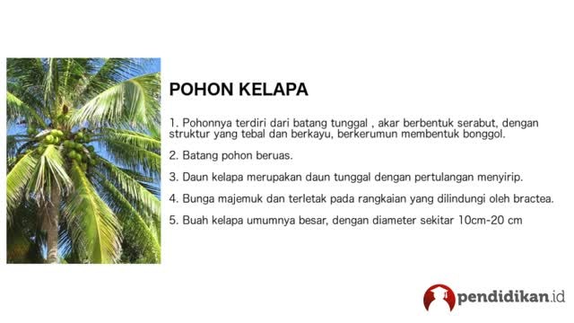 Ciri Ciri Tumbuhan Dan Fungsinya Vidio