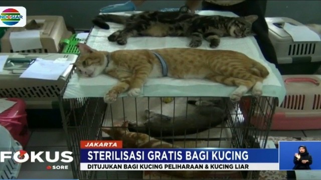 Foto Sterilisasi Dan Vaksin Kucing Gratis Menyambut Hari