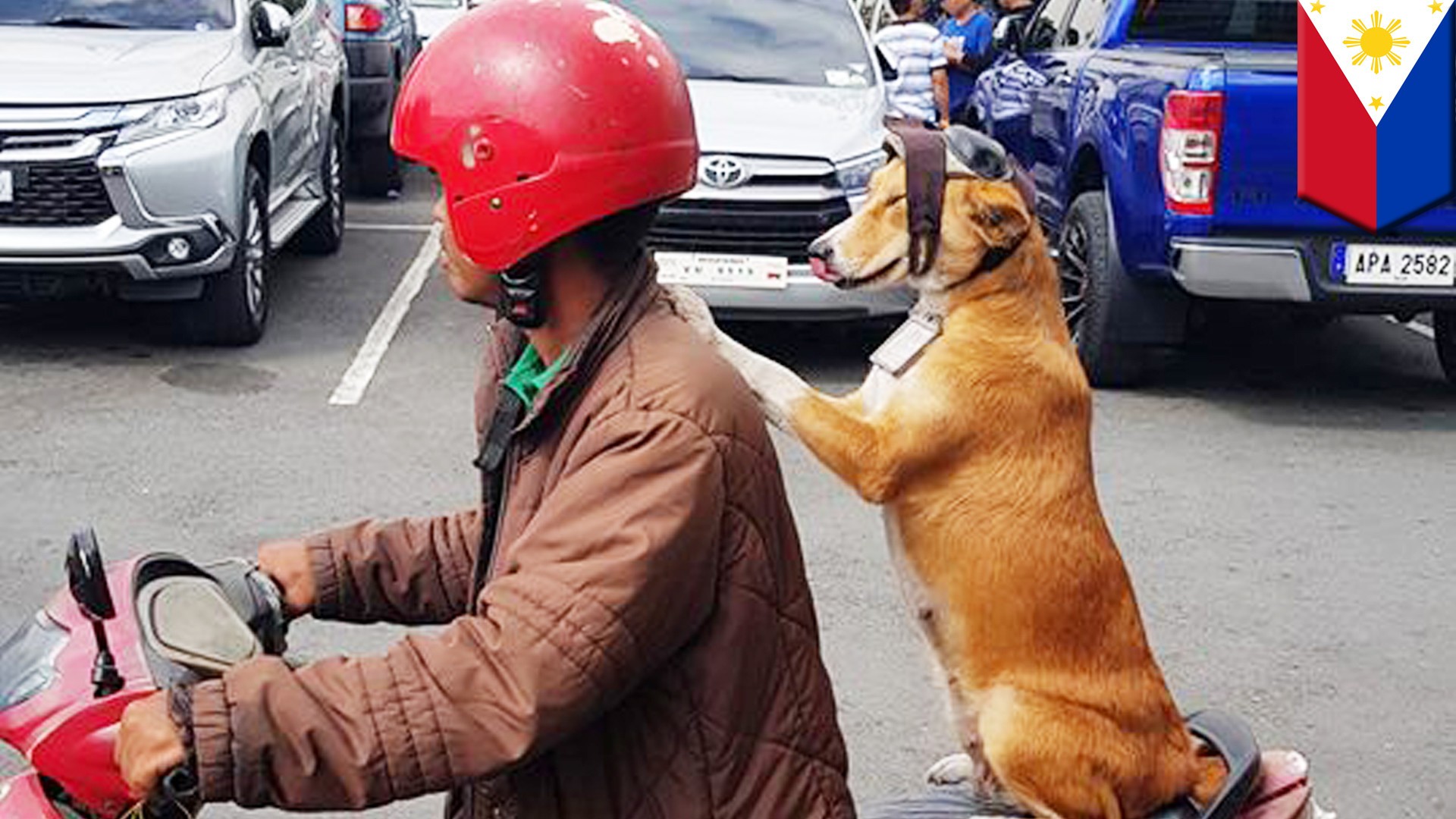 Video Anjing Lucu Naik Motor Pake Helm Tomonews Vidiocom