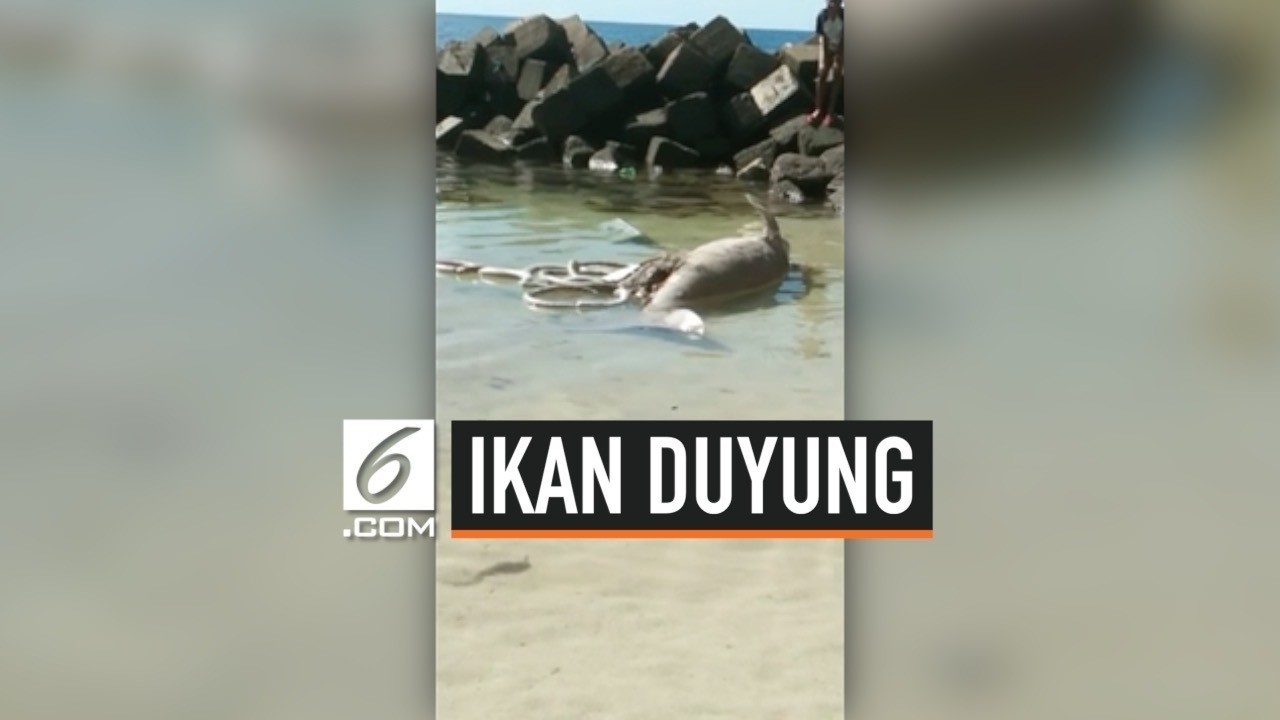 Streaming Dua Ikan Duyung Ditemukan Mati Terdampar Di Papua Vidio