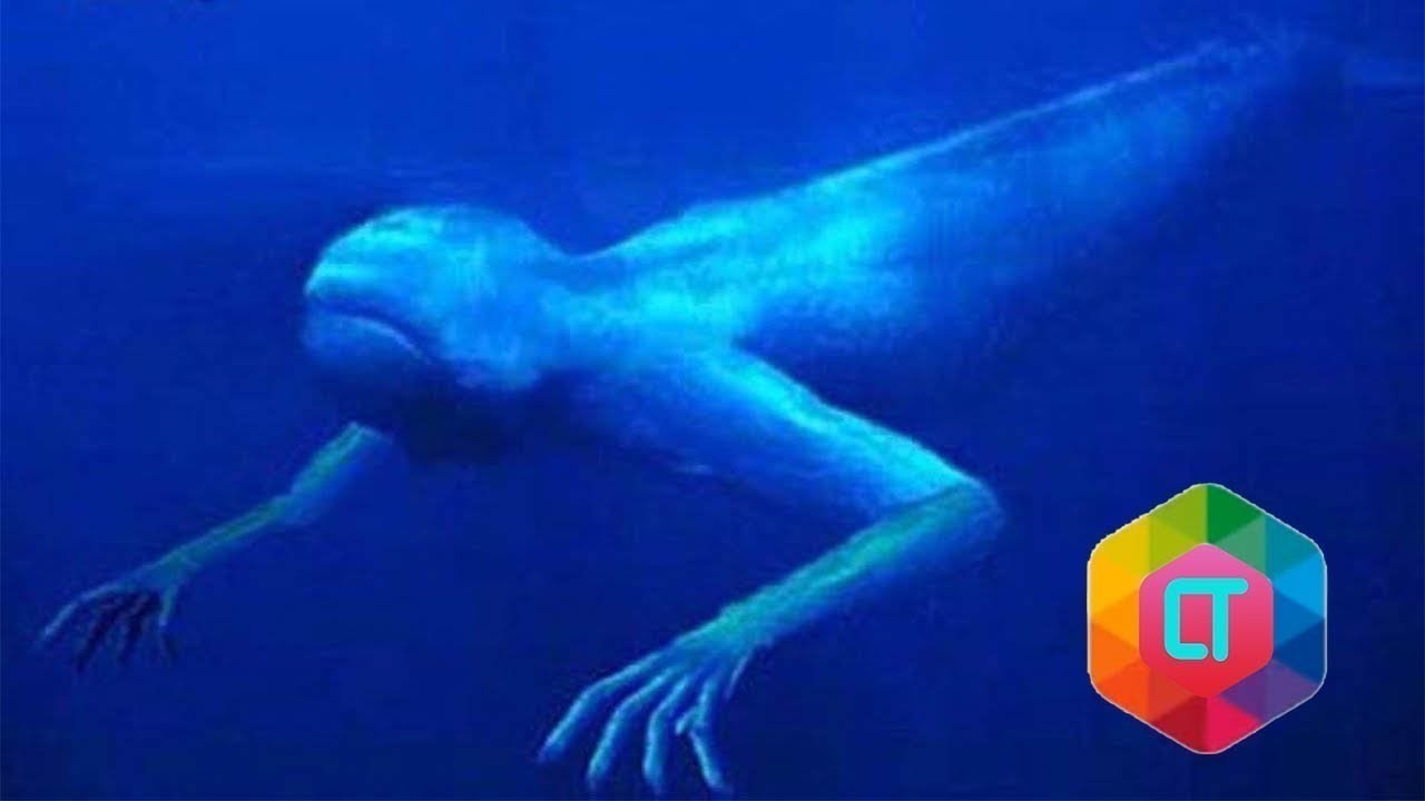 Streaming 7 Makhluk Laut Dalam Yang Menyeramkan Vidio Com
