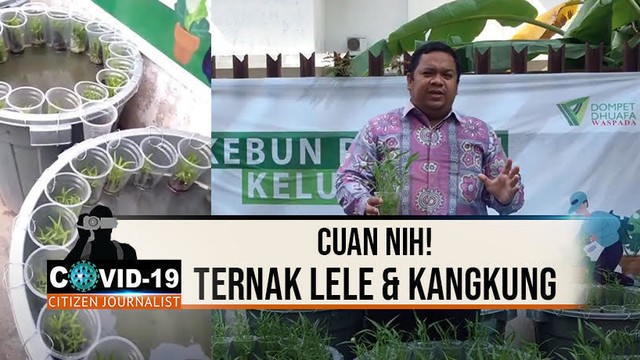 Streaming Cuan nih! Ternak Lele & Kangkung di Ember - CJ ...