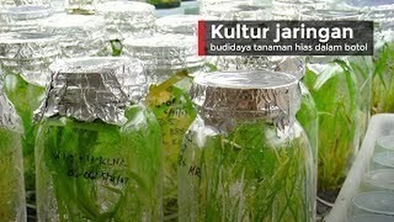 Streaming Kultur Jaringan budidaya tanaman  hias dalam  