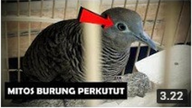 Gambar Burung Perkutut Jawa Gambar Burung Sila subscribe my channel #rafidijuharymalaysiantrustedseller utk mengikuti perkembangan video yg terkini.kami menjual. gambar burung blogger