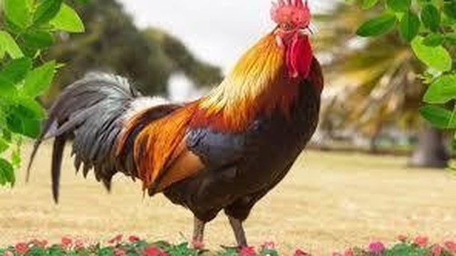 35 Ide Gambar Sketsa Ayam  Tarung  Tea And Lead