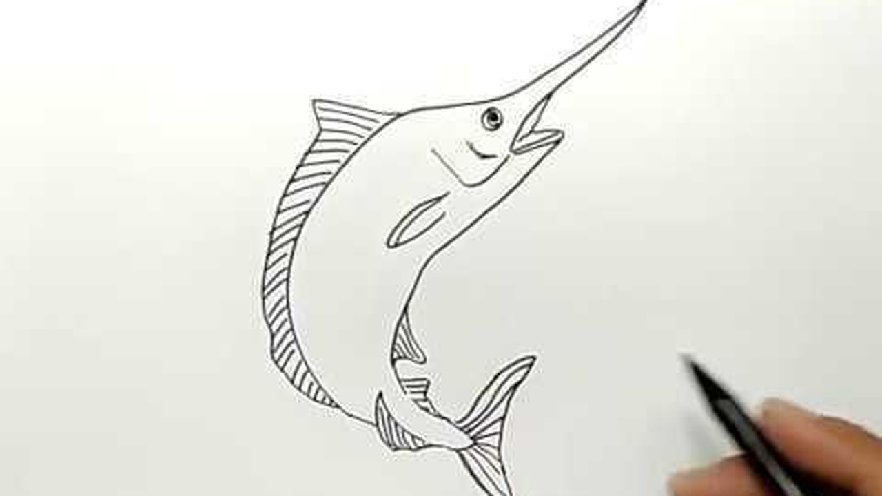 Streaming cara menggambar ikan  pedang atau ikan  cucut 