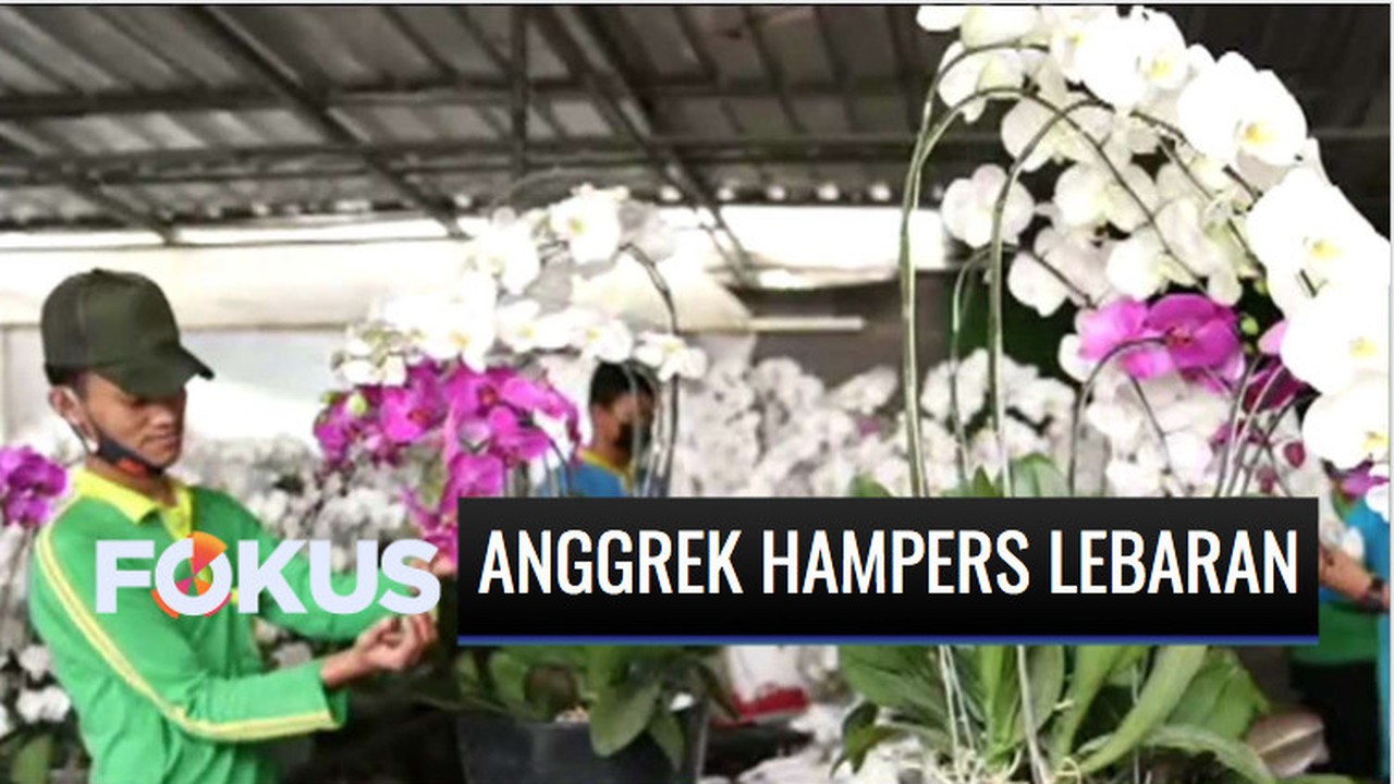  Streaming  Bunga  Anggrek Alternatif Hantaran untuk Lebaran 