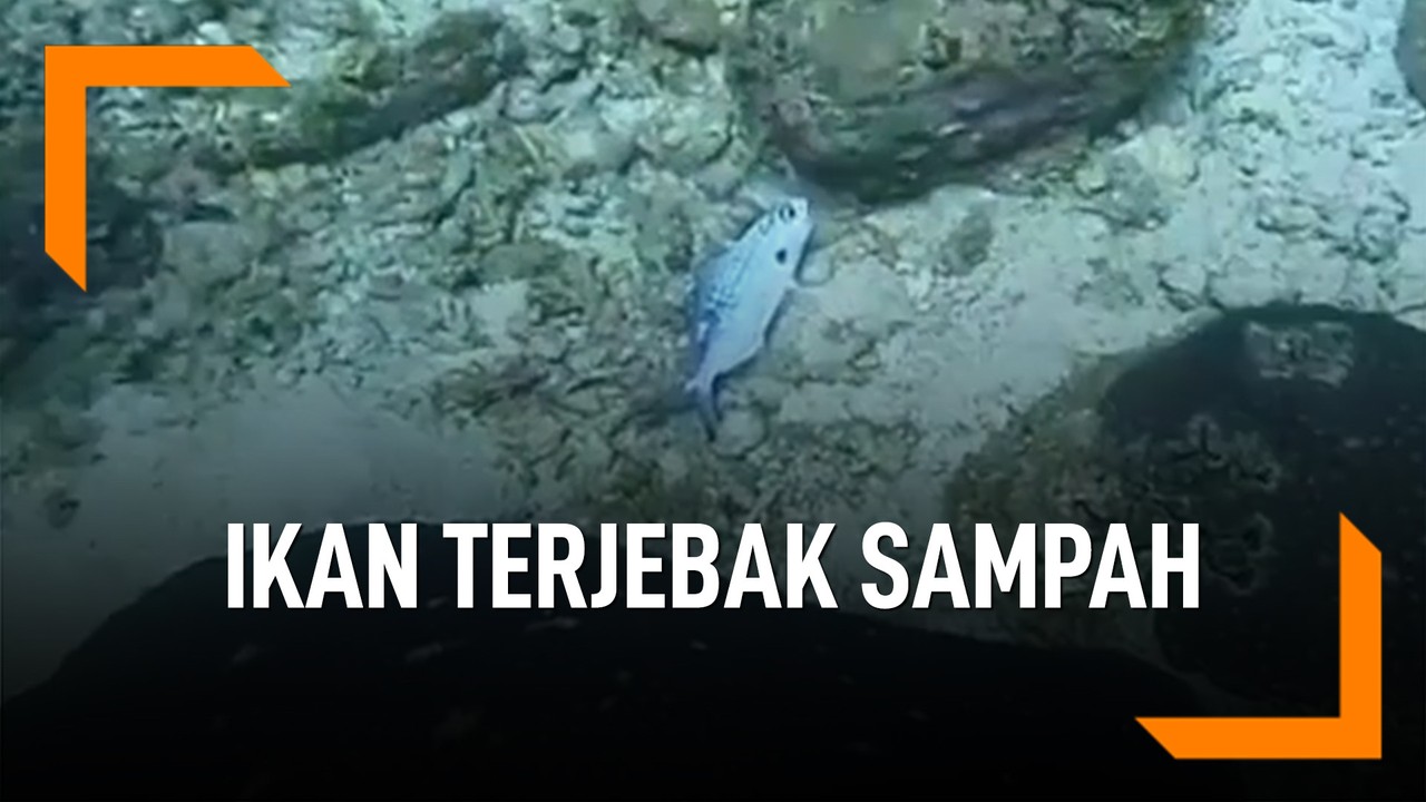 Streaming Memprihatinkan Ikan  Terperangkap Sampah  Laut 