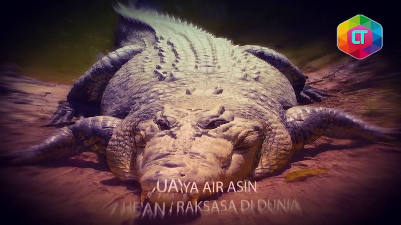 65+ Gambar Hewan Raksasa Di Dunia HD Terbaru