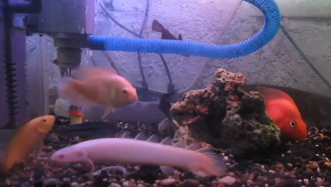 Aquarium Ikan Predator Vidio Com