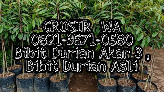 Unduh 52 Koleksi Gambar Durian Akar  Gratis HD