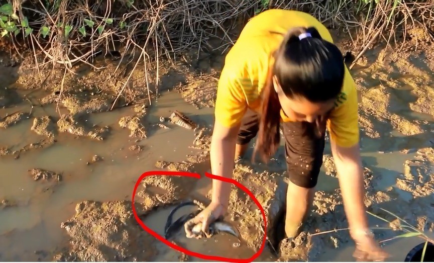 Cewek Ini Mencari Ikan Di Sawah Sendirian Tangkap Ikan Dengan Tangan Kosong