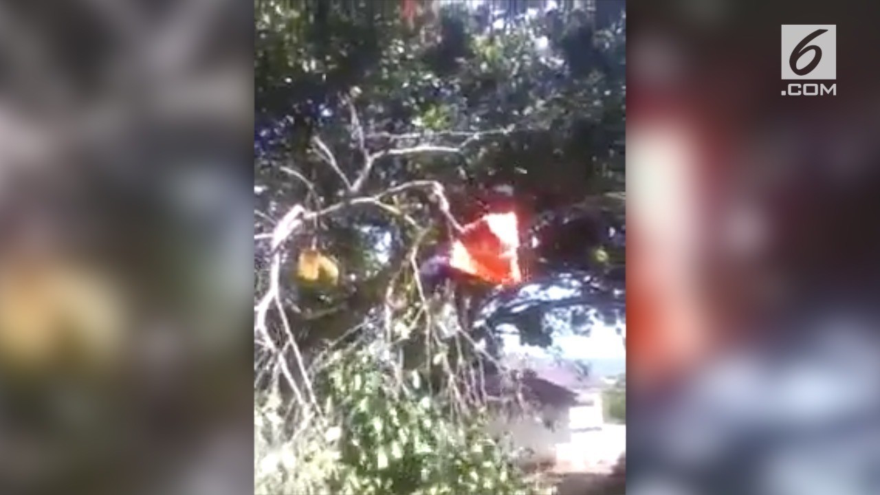Kocak Seorang Pria Tebang Pohong