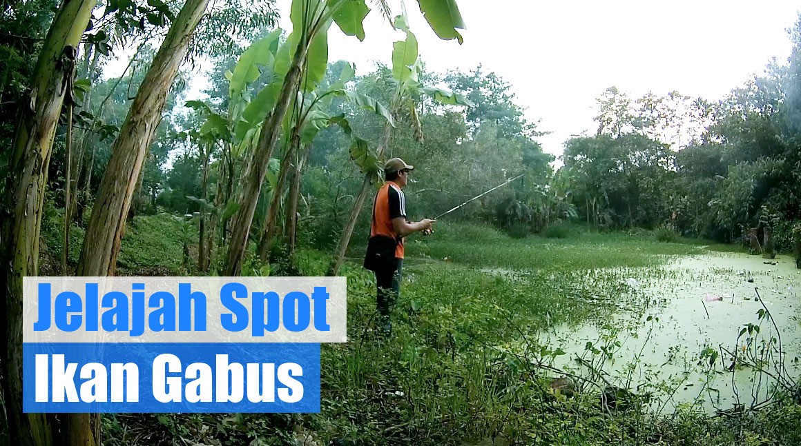 Streaming Jelajah Spot Ikan Gabus Vidio