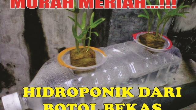Hidroponik Aquaponik Kratky System Dengan Botol Gelas Air