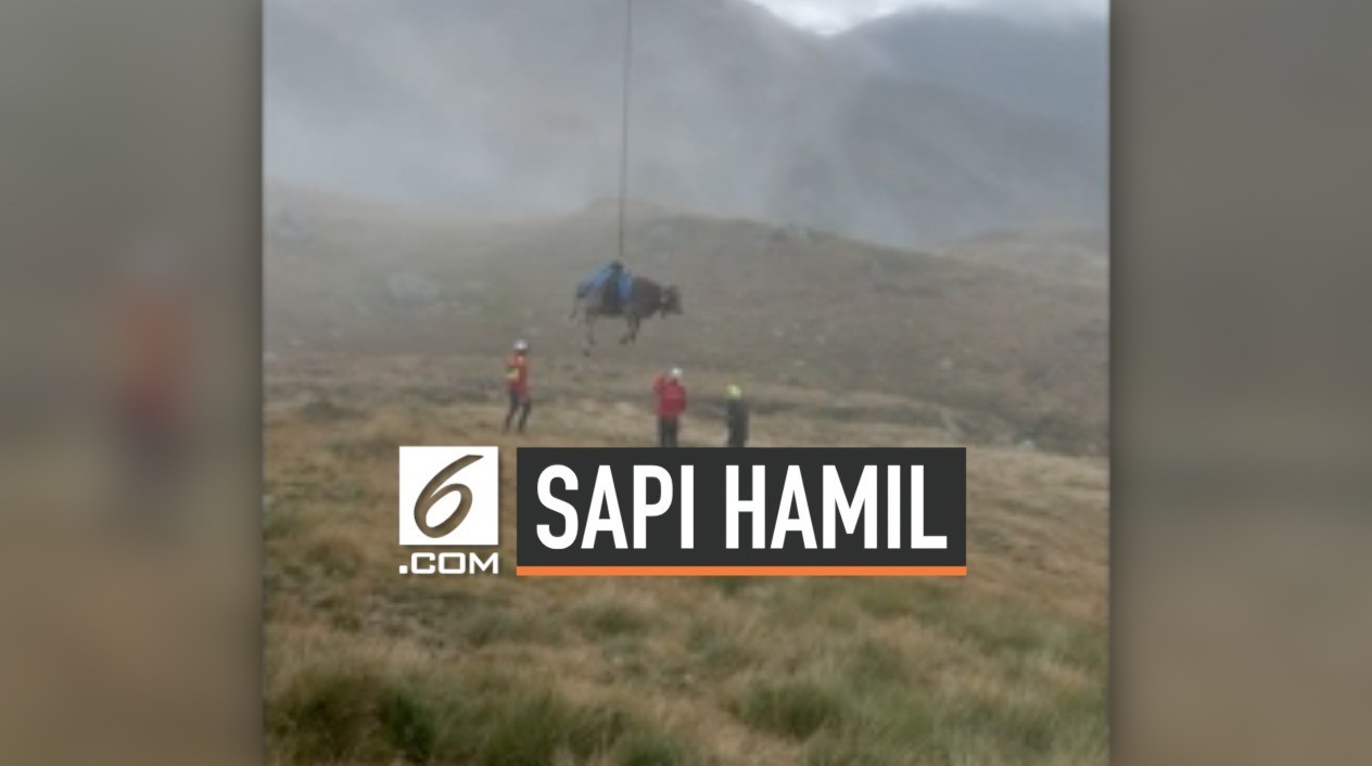 25+ Trend Terbaru Gambar Sketsa Peternakan Sapi - Tea And Lead