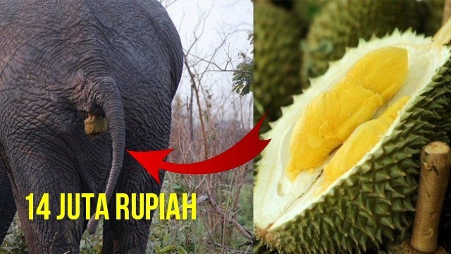 Unduh 9400 Gambar Durian Termahal Terbaru 