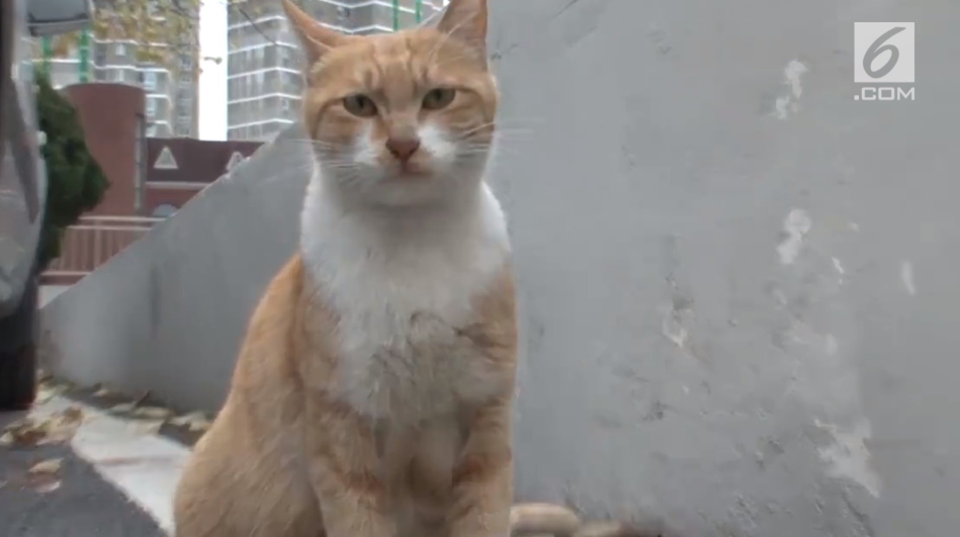 Seekor Kucing Hanya Mau Makanan Yang Dibungkus