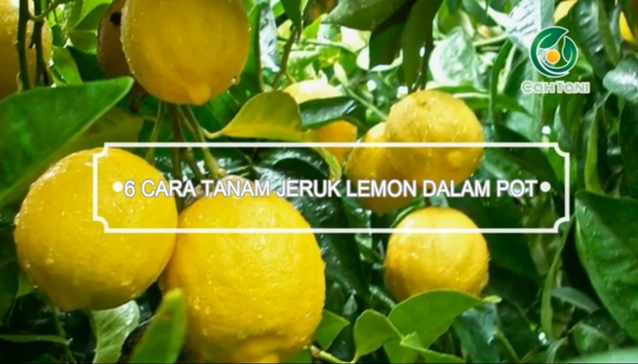6 Cara Menanam Jeruk Lemon Dalam Pot Agar Cepat Berbuah Lebat