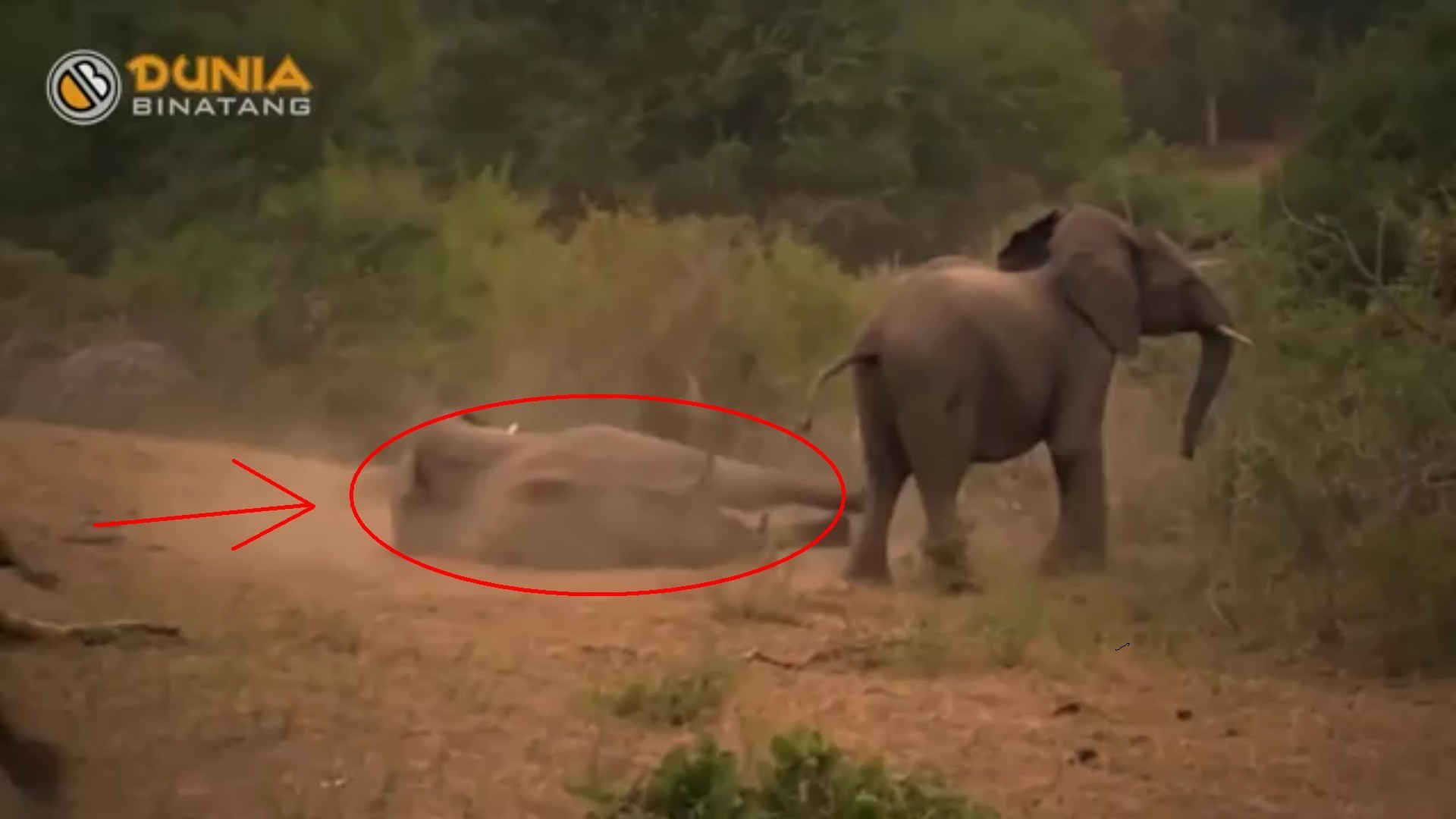 Lucu Banget Adegan Gajah Kawin Tapi Gagal Yang Bikin Ngakak