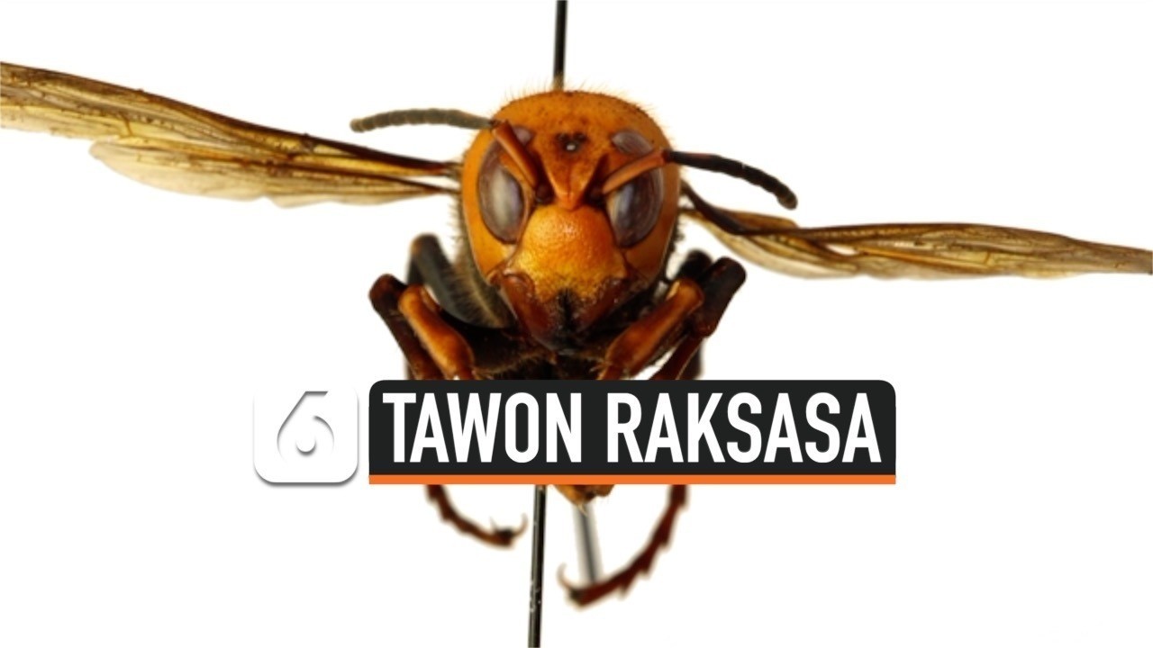 Streaming Geger Tawon Raksasa  Pembunuh Muncul di 