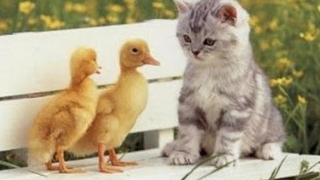 5000+ Gambar Binatang Lucu Dan Unik HD - Infobaru