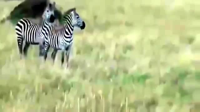 Tebak Gambar Kuda Zebra - Tebak Gambar