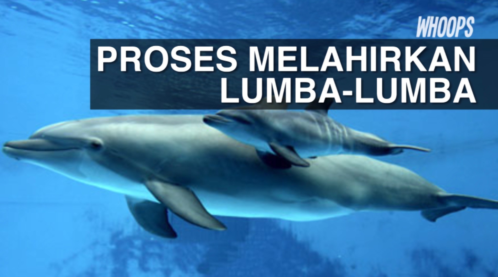 550+ Gambar Kolase Ikan Lumba Lumba HD Terbaik