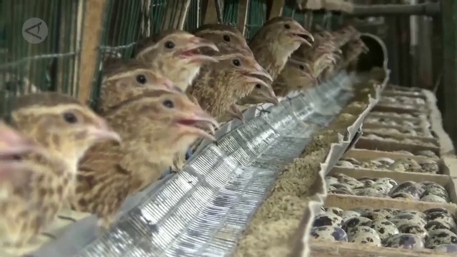 Streaming Beternak Burung Puyuh Beromset Puluhan Juta Rupiah