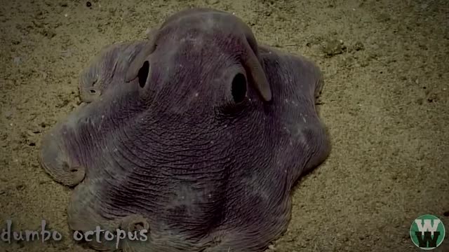 10 Hewan  Didasar Laut  Yang  Mengerikan  Vidio com