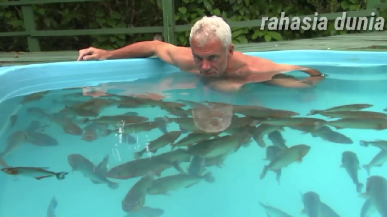 Gambar Ikan Piranha Terbesar Di Dunia - Gambar Ikan HD