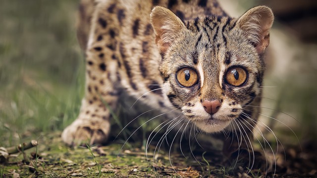 Jenis Kucing Indonesia Asli Jenis