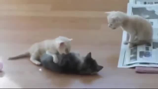 Kumpulan Hewan  Hewan  Lucu  Unik Download  Video  Kucing 