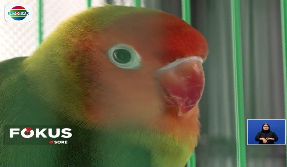 Streaming Budidaya Love Bird Di Jember Fokus Sore Vidio Com