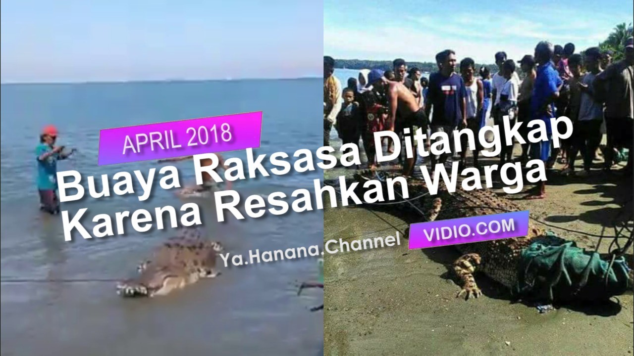 Detik Detik Buaya Raksasa Di Palu Ditangkap Karena Sering Berkeliaran Di Area Pantai Desa Towale Donggala