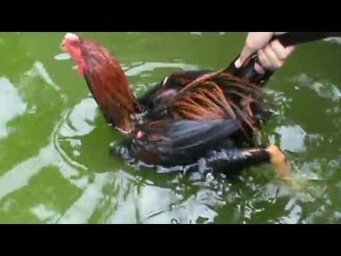 Cara Melatih Ayam Laga Berenang Agar Kuat Tanding