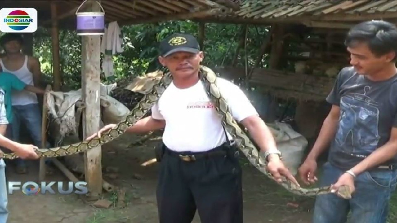 Streaming Heboh Temuan Ular Piton 3 Meter Masuk Kandang Kambing Warga Tangerang Fokus Pagi Vidio