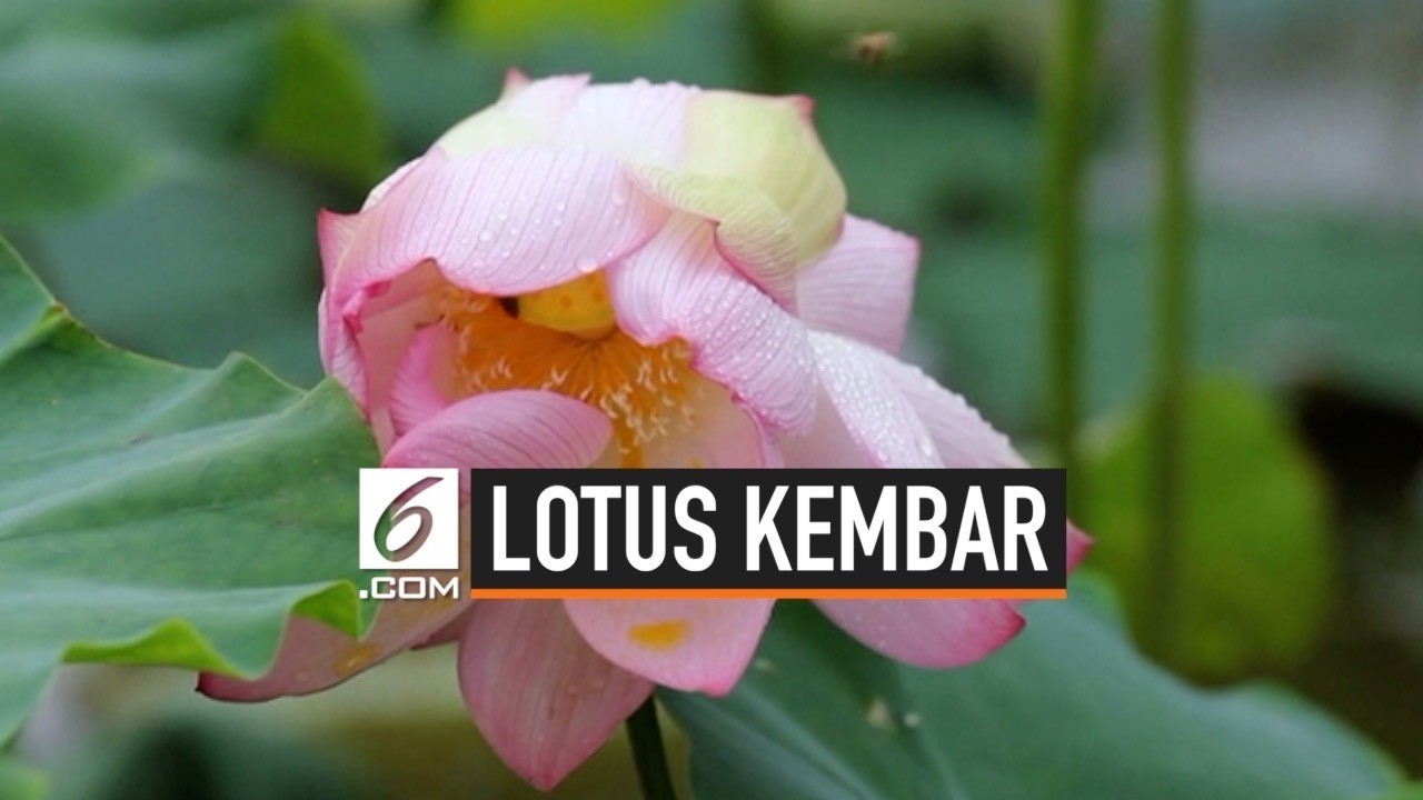 Streaming Penampakan Dua Bunga  Lotus Tumbuh di Satu  