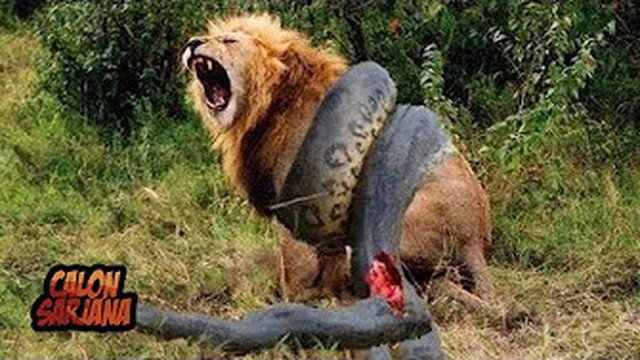 10 Pertarungan Binatang Paling Gila Amp Sadis Yang Tertangkap Kamera