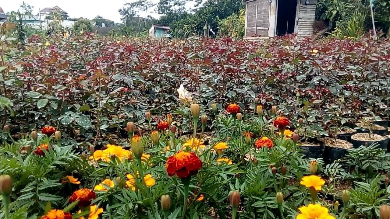 Streaming Wisata Seribu Bunga Di Kota Batu Vidio
