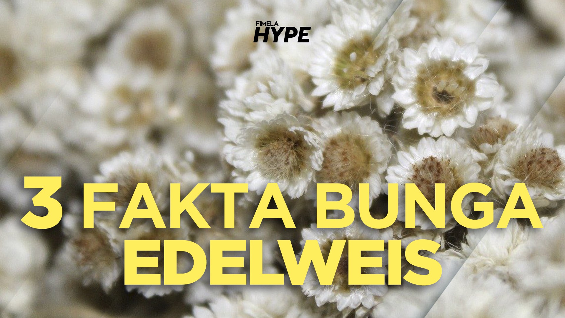 Streaming 3 Fakta Bunga Edelweis Vidio