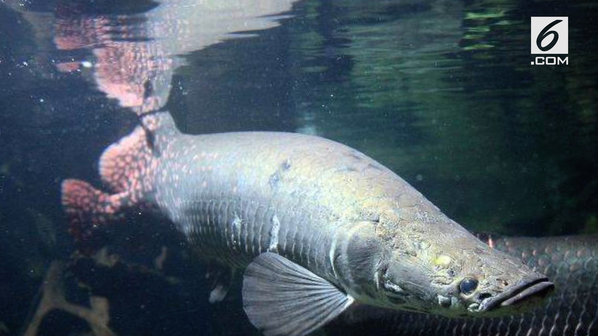 Cara Mengubah Ikan  Air  Laut Menjadi Air  Tawar 