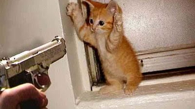 Gambar Kucing Lucu Gaul - 81021+ Nama Untuk Kucing Comel ...
