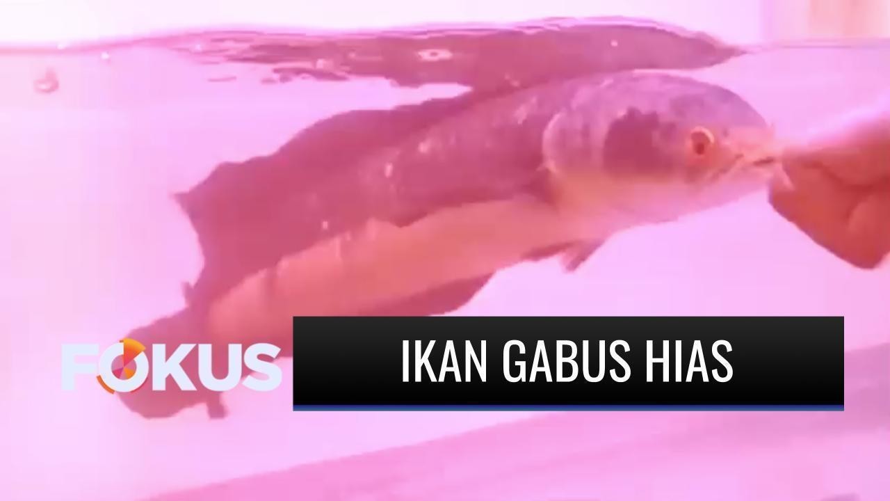 Gambar Ikan Gabus