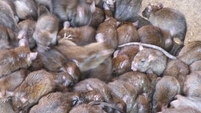 Streaming Mengerikan Saat Ribuan Tikus Bersarang Di Dalam Rumah Vidio Com